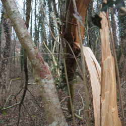 Ein Baum, der bei Sturm umgeknickt ist.