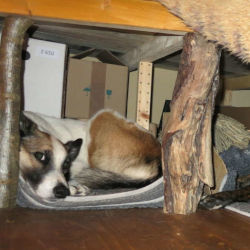 Zwei Hunde in ihrer Höhle im Tiny House
